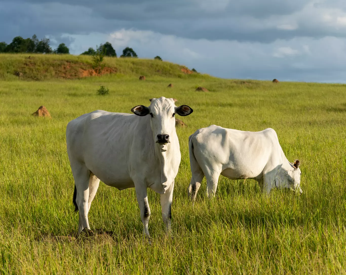 Vaches